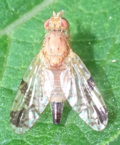 Tephritis bardanae
